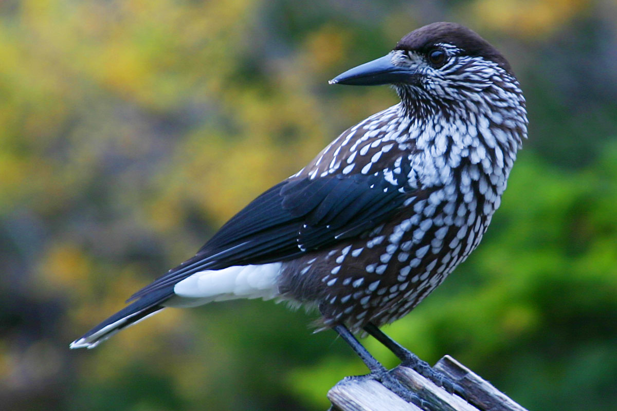 Spotted Nutcracker wallpaper