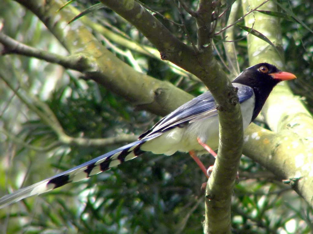 Red-billed Blue Magpie wallpaper