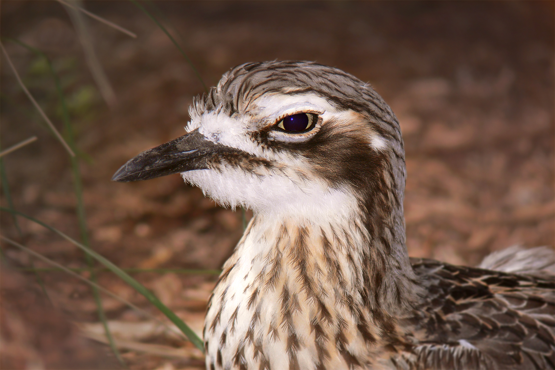 Eurasian Stone-curlew wallpaper