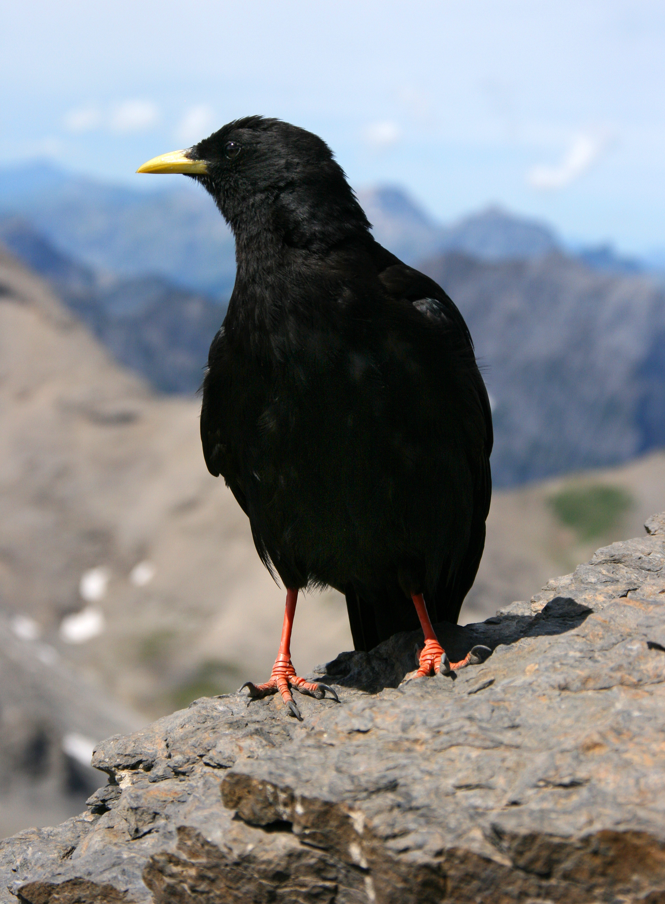 Alpine Chough wallpaper