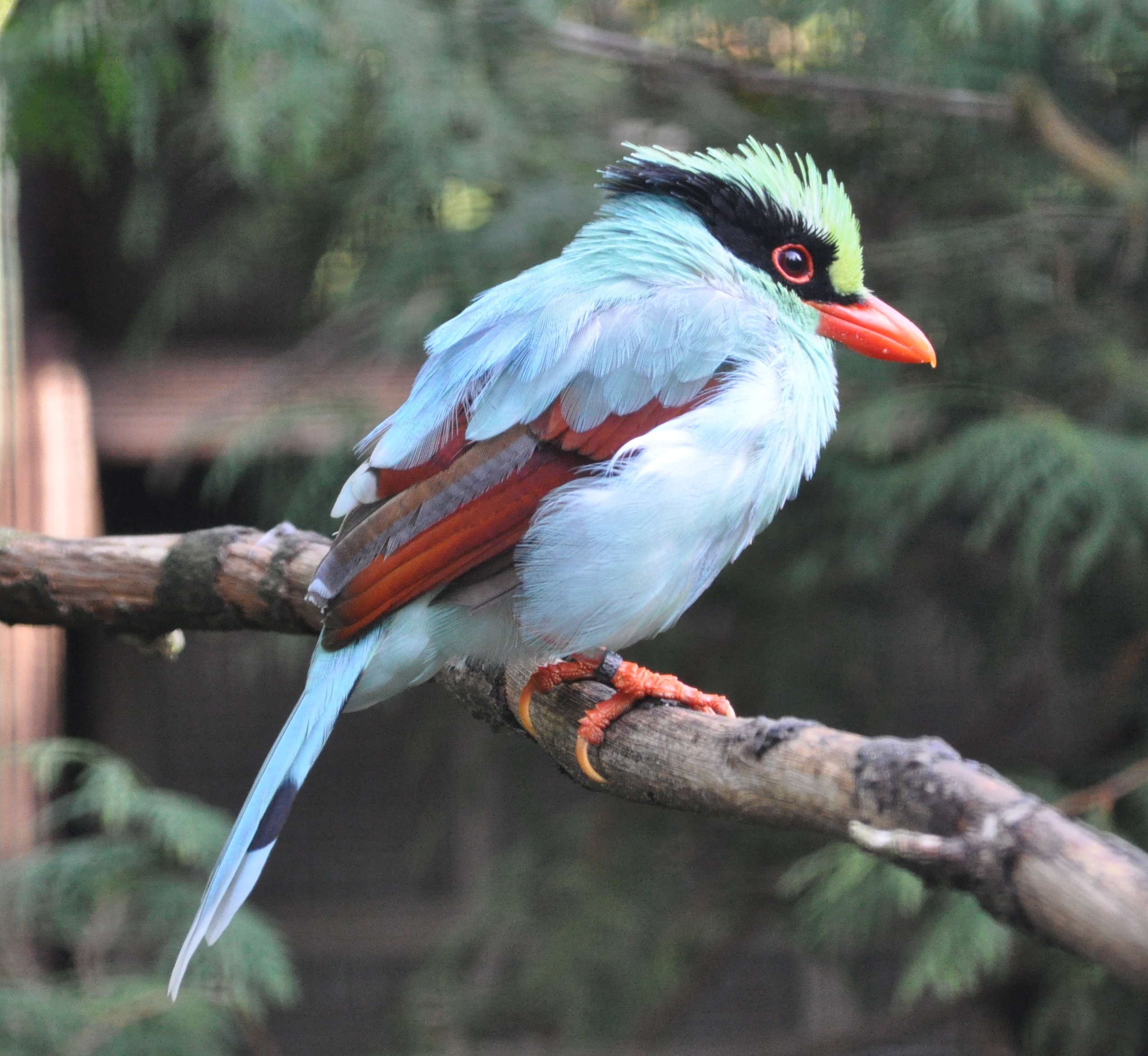 Green Magpie wallpaper