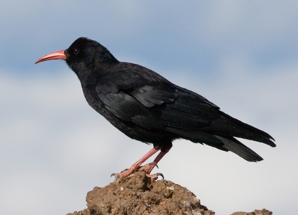 Red-billed Chough wallpaper