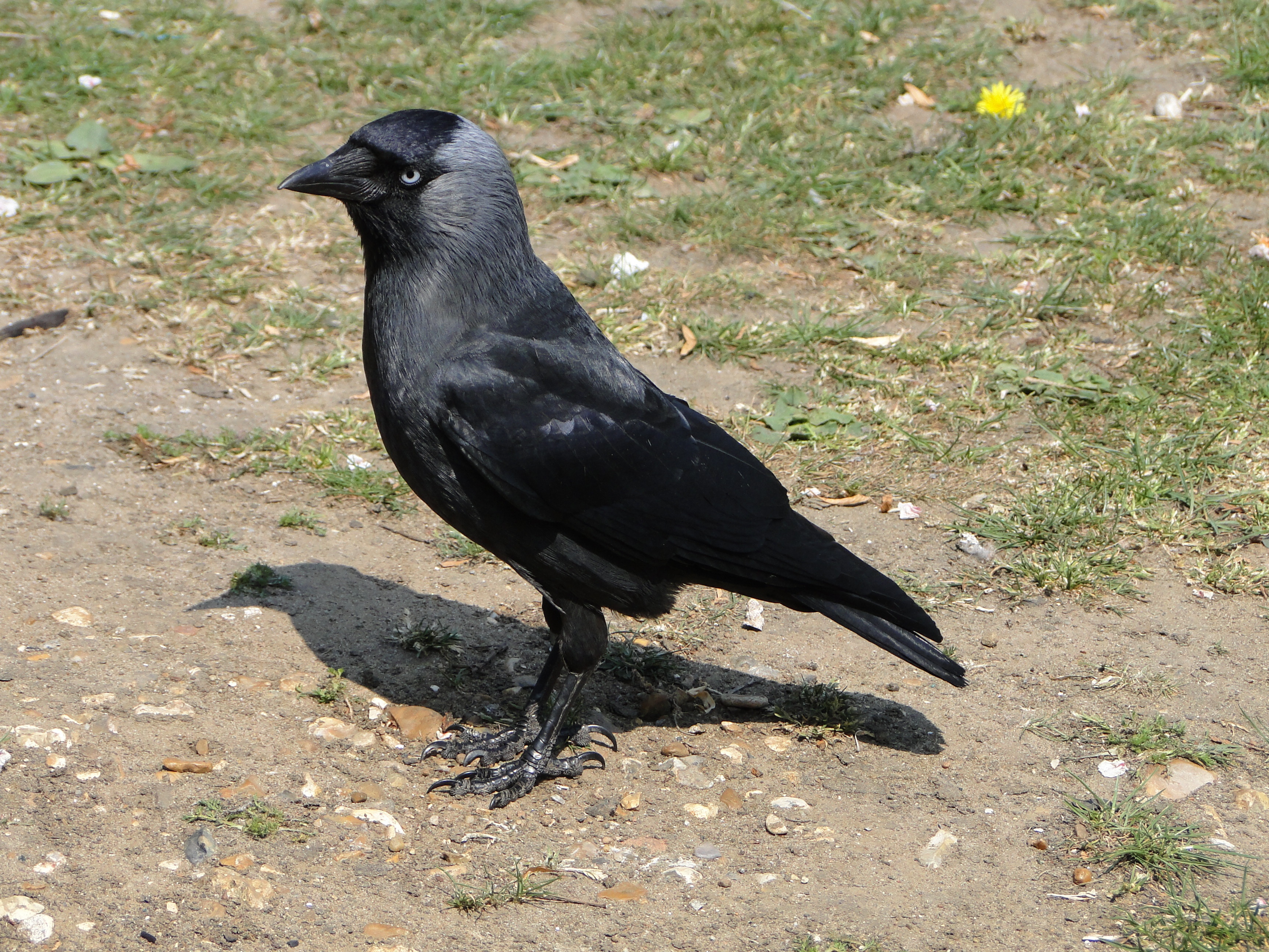 Western Jackdaw wallpaper