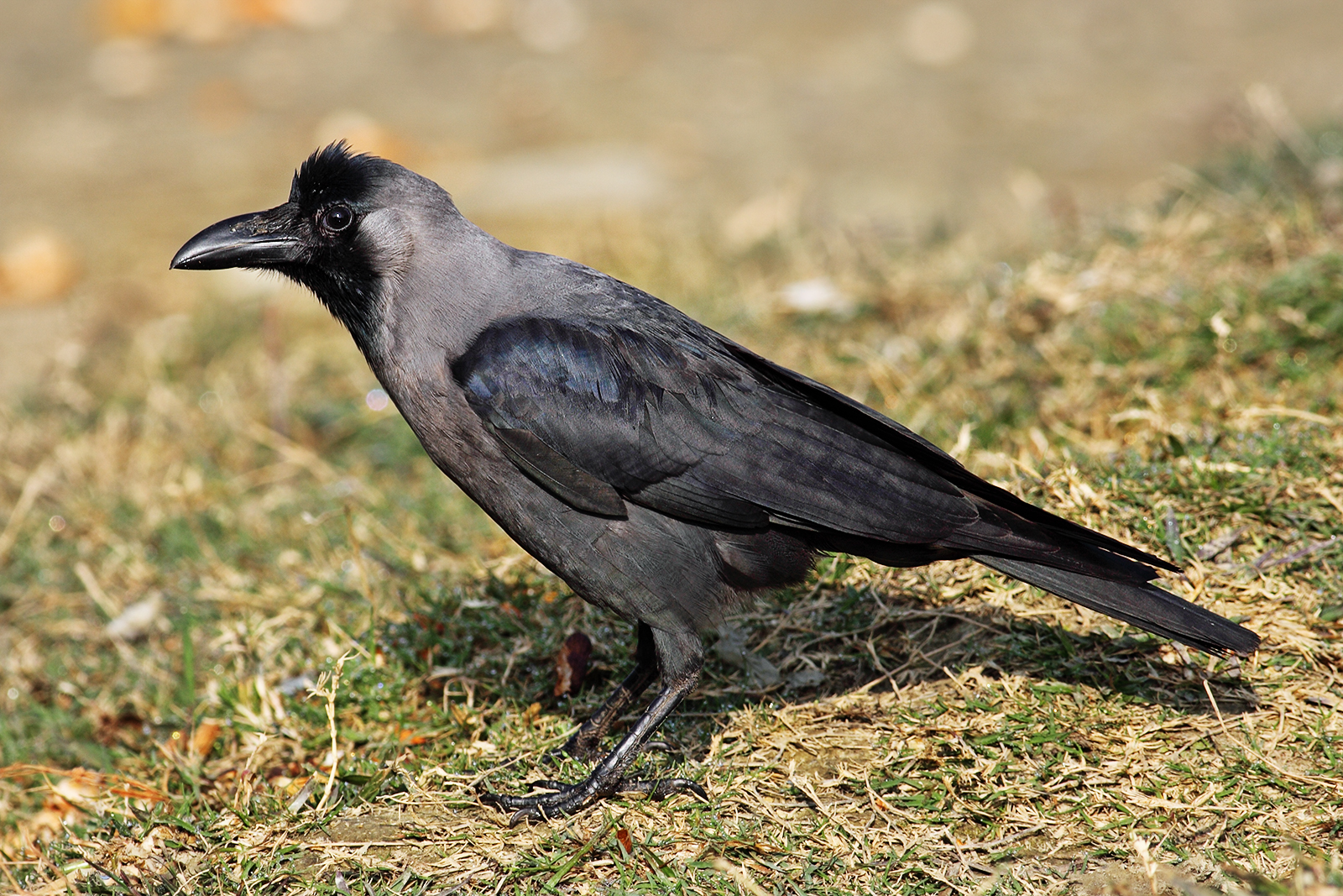 House Crow wallpaper