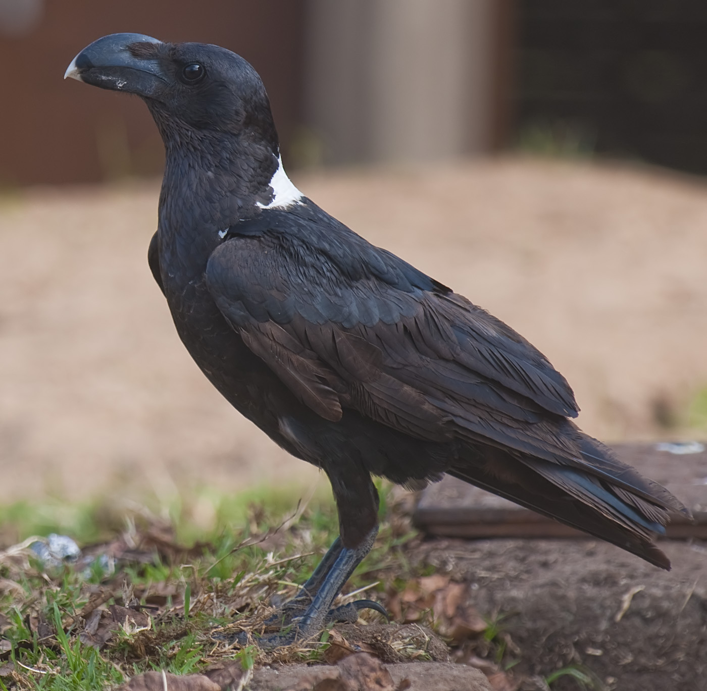 White-necked Raven wallpaper