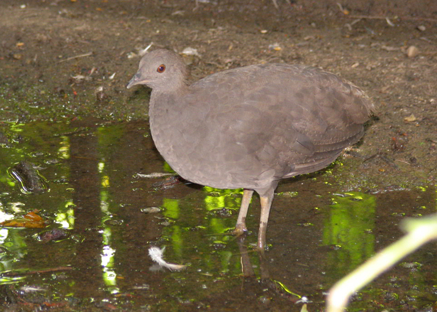 Cinereous Tinamou wallpaper