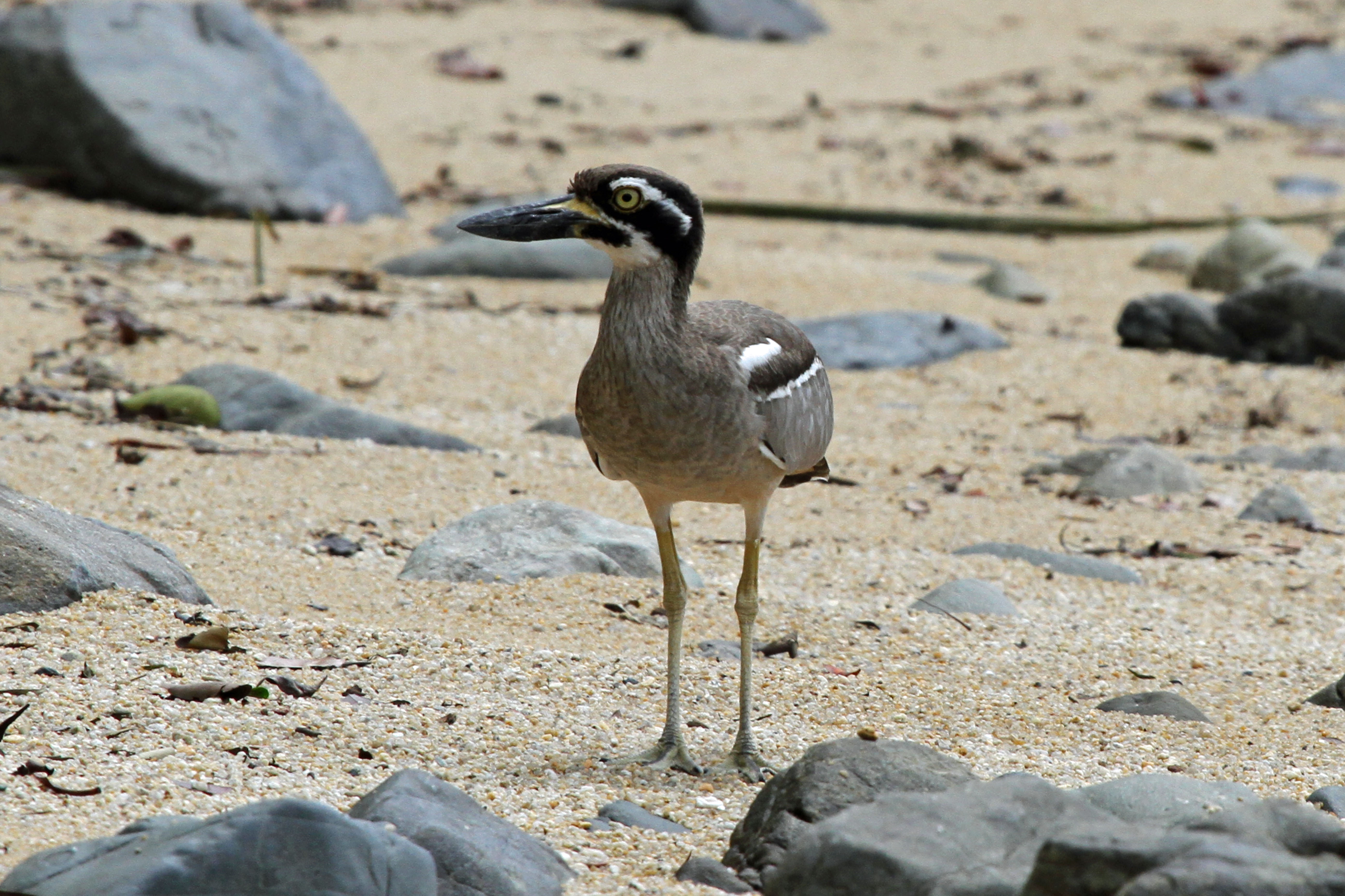 Beach Stone-curlew wallpaper