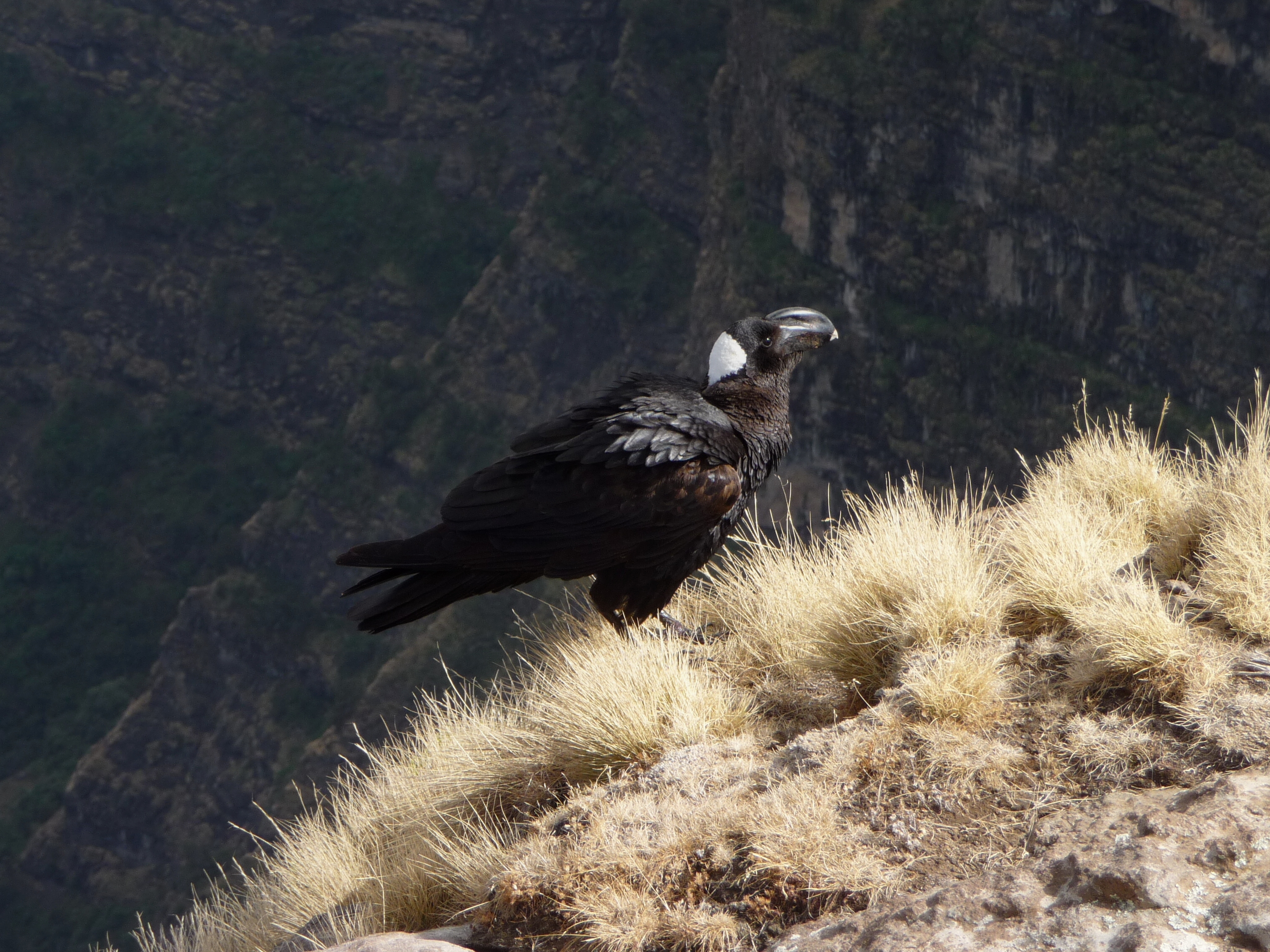 Thick-billed Raven wallpaper