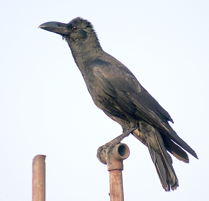 Large-billed Crow wallpaper