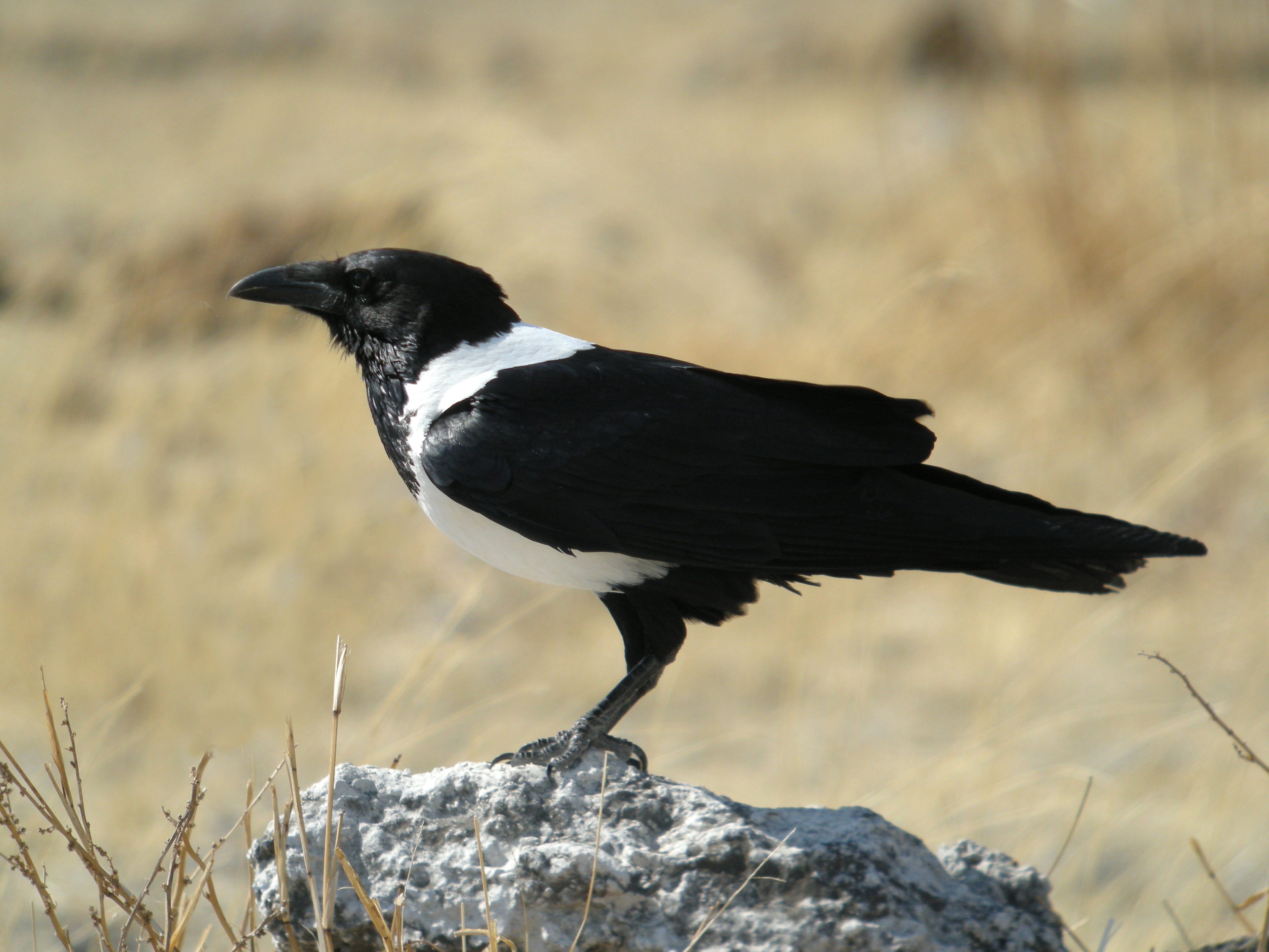 Pied Crow wallpaper