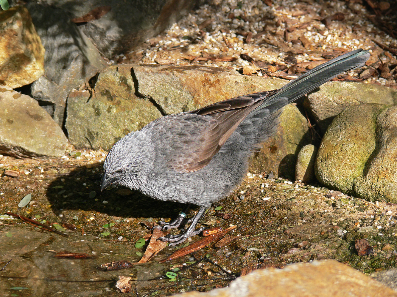 Apostlebird wallpaper