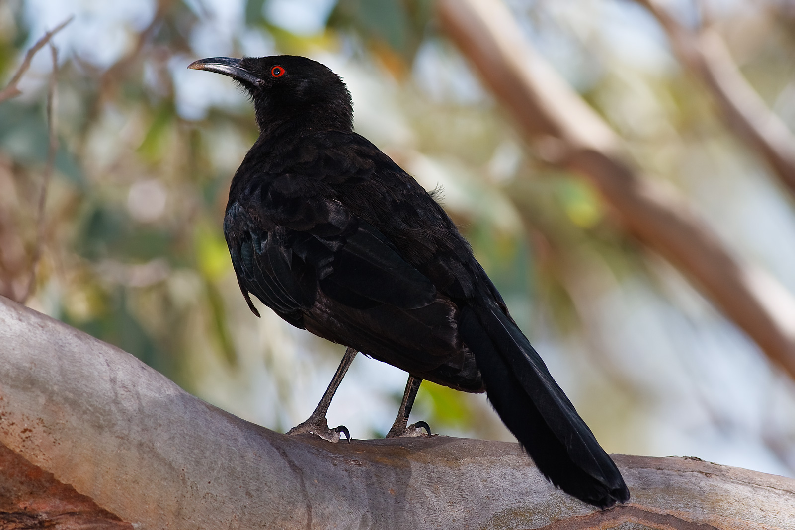 White-winged Chough wallpaper