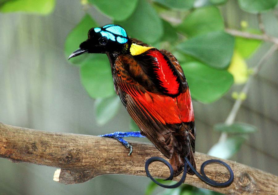 Wilson's Bird of Paradise wallpaper