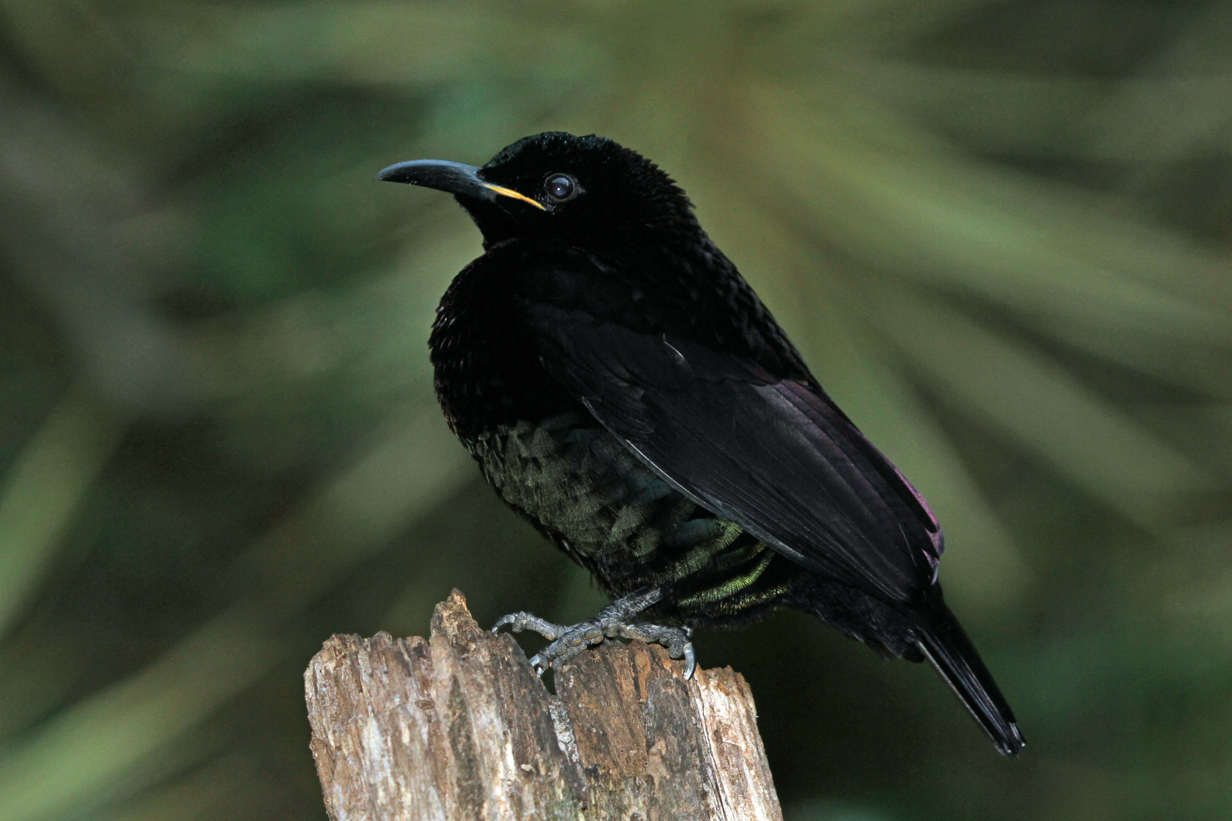 Victoria's Riflebird wallpaper