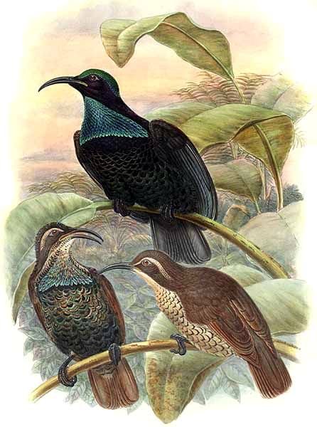 Paradise Riflebird wallpaper