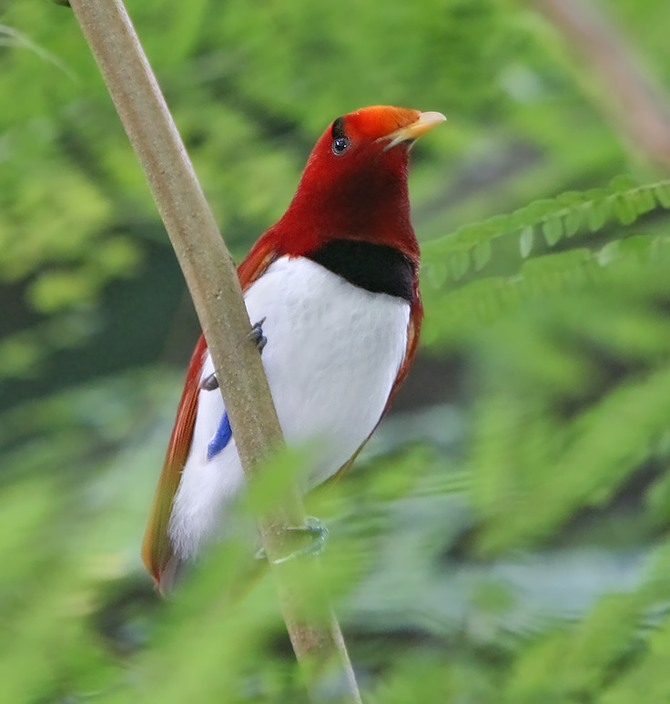 King Bird of Paradise wallpaper