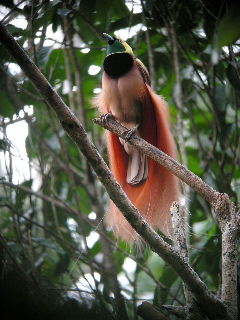 Raggiana Bird of Paradise wallpaper