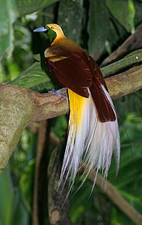 Lesser Bird of Paradise wallpaper