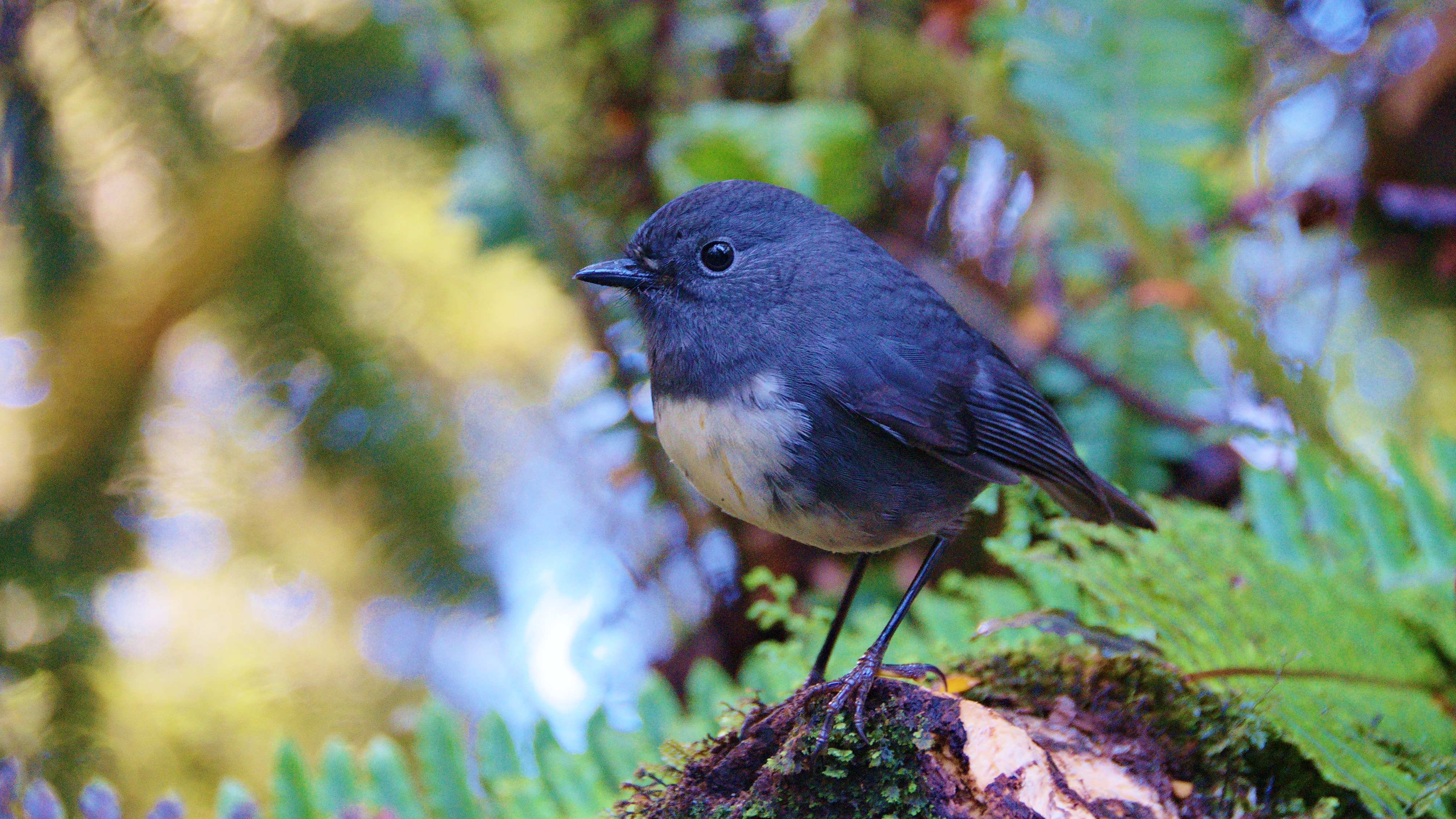 New Zealand Robin wallpaper