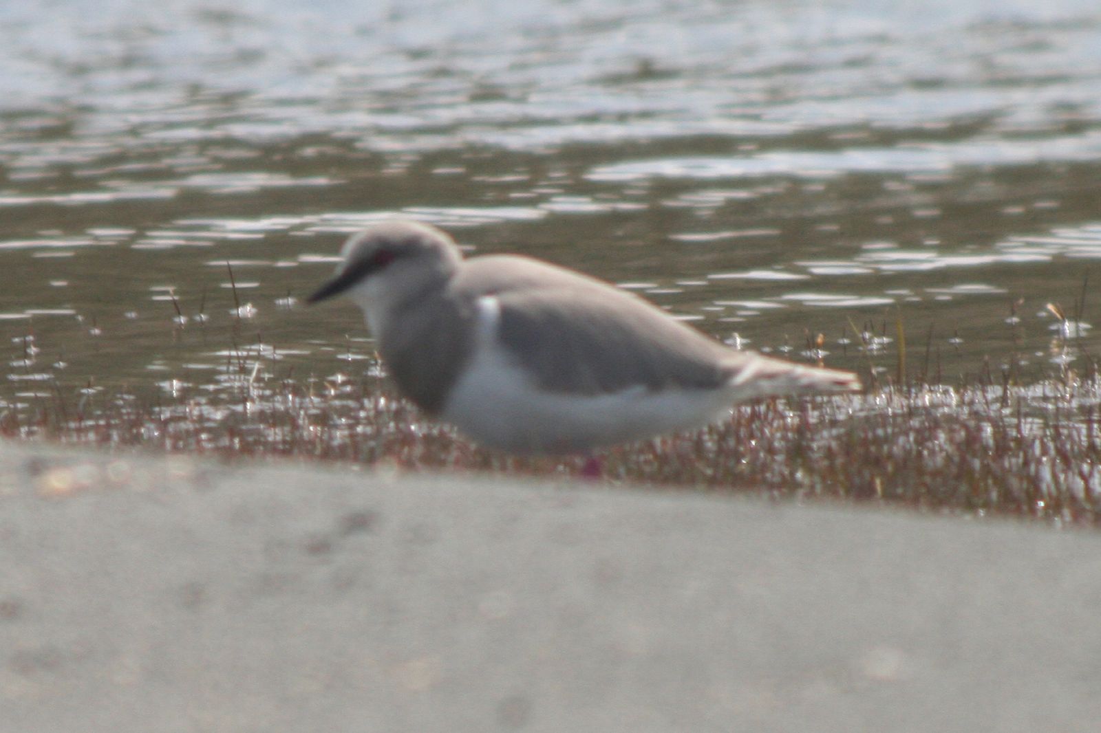 Magellanic Plover wallpaper