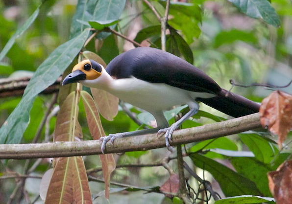 White-necked Picathartes wallpaper