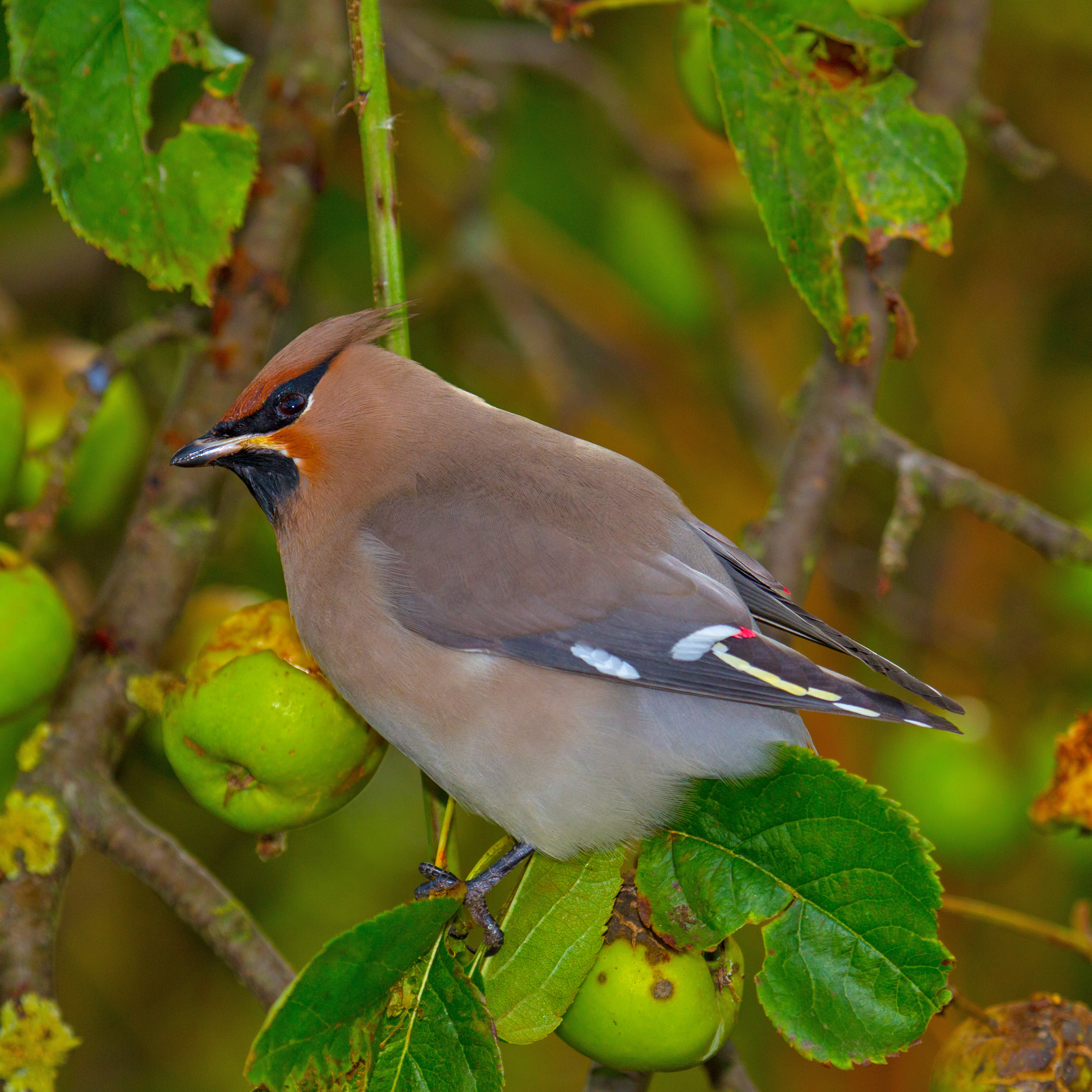 Bohemian Waxwing wallpaper