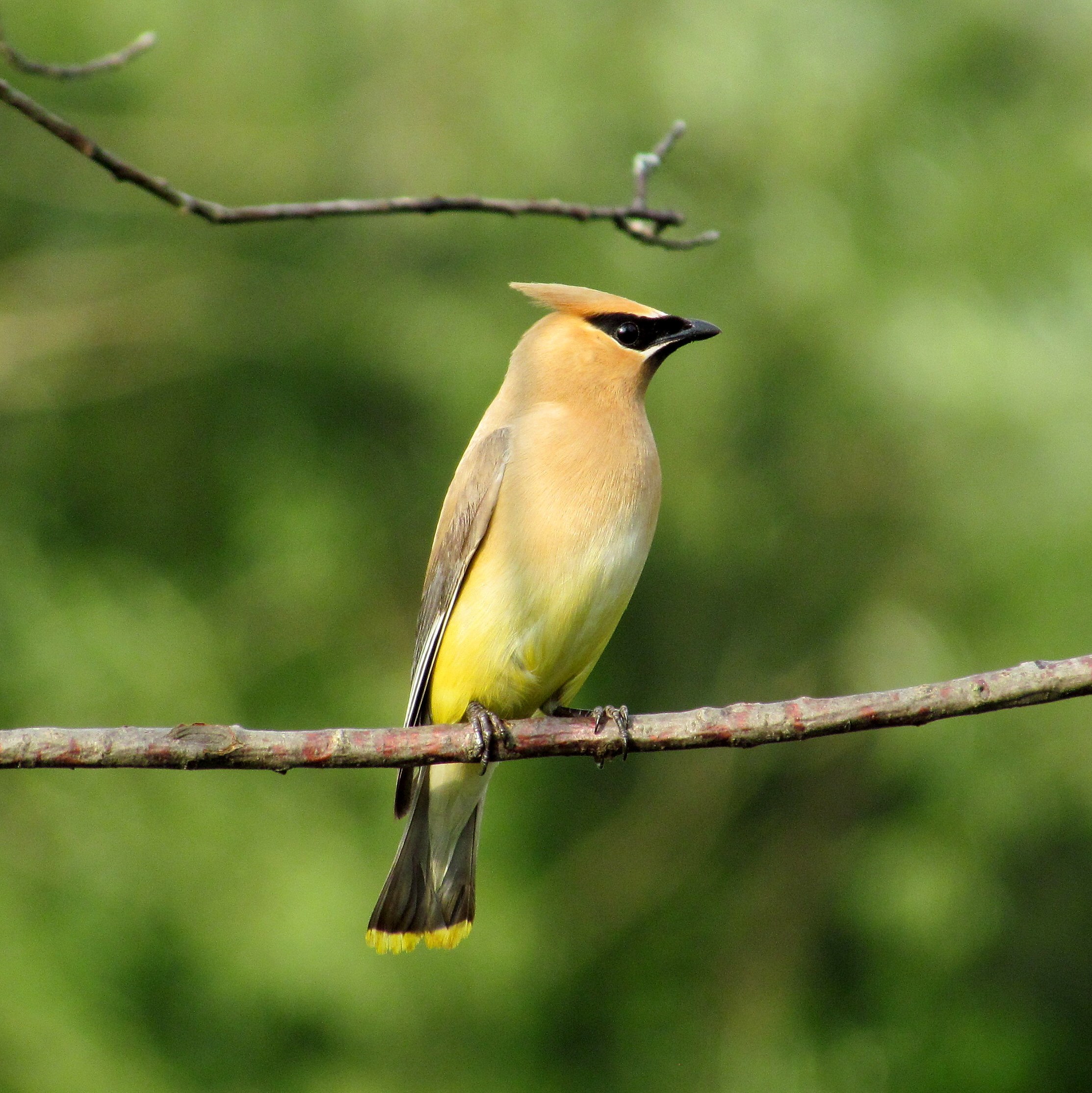 Cedar Waxwing wallpaper