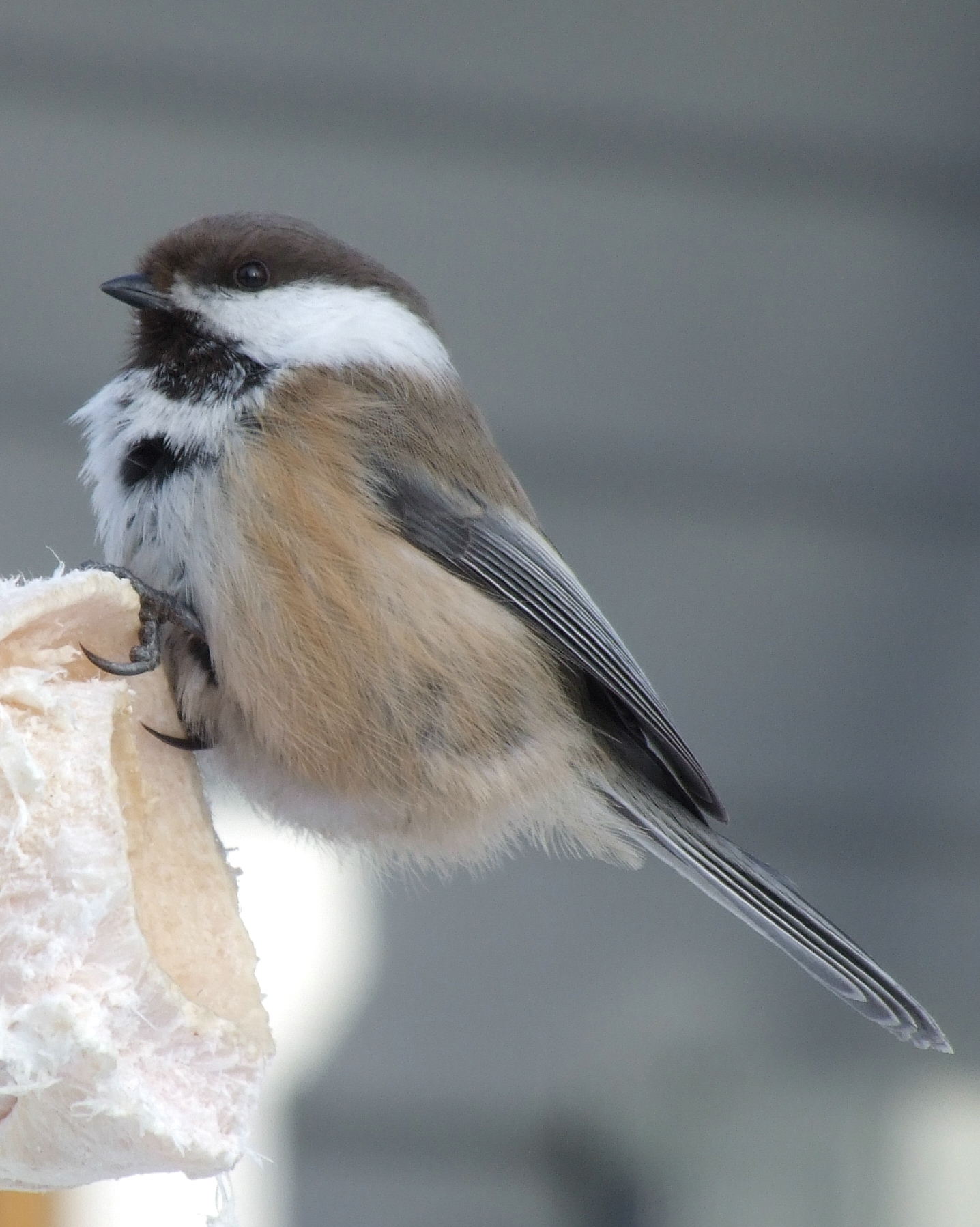 Grey-headed Chickadee wallpaper