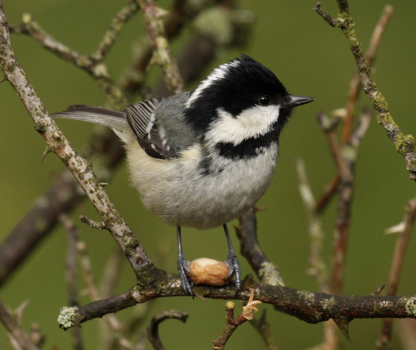 Coal Tit wallpaper