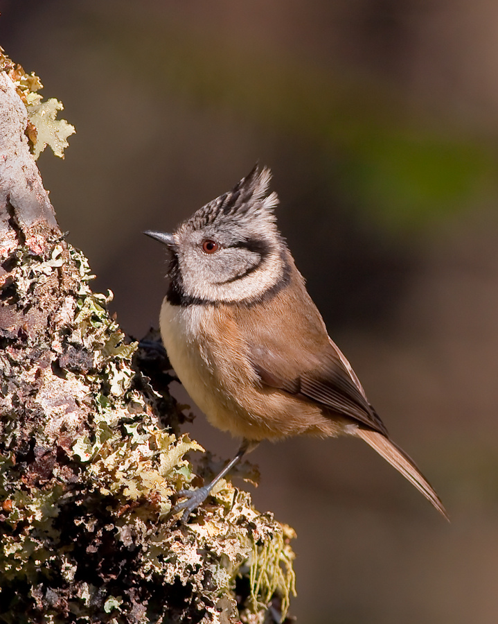 Crested Tit wallpaper