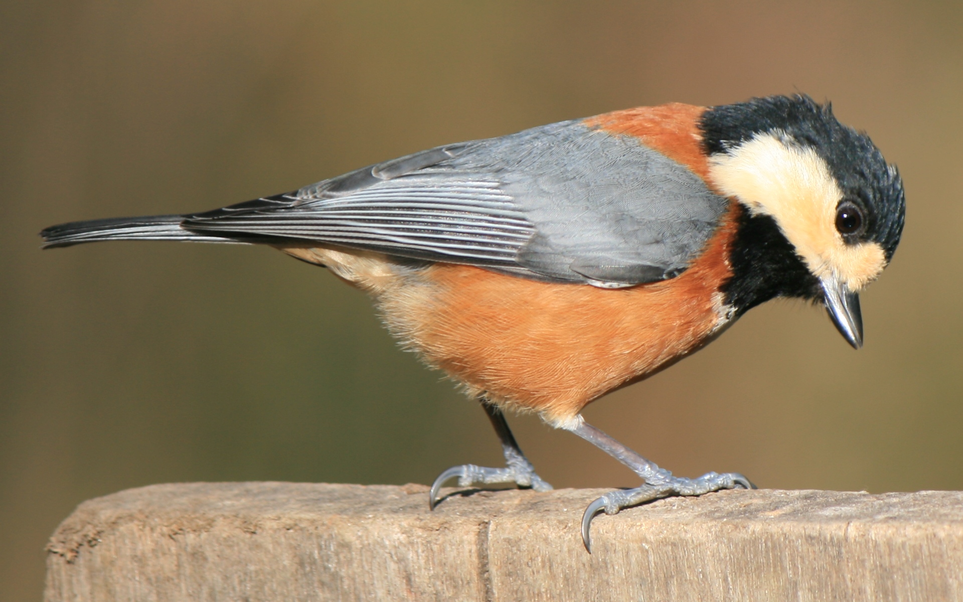 Varied Tit wallpaper