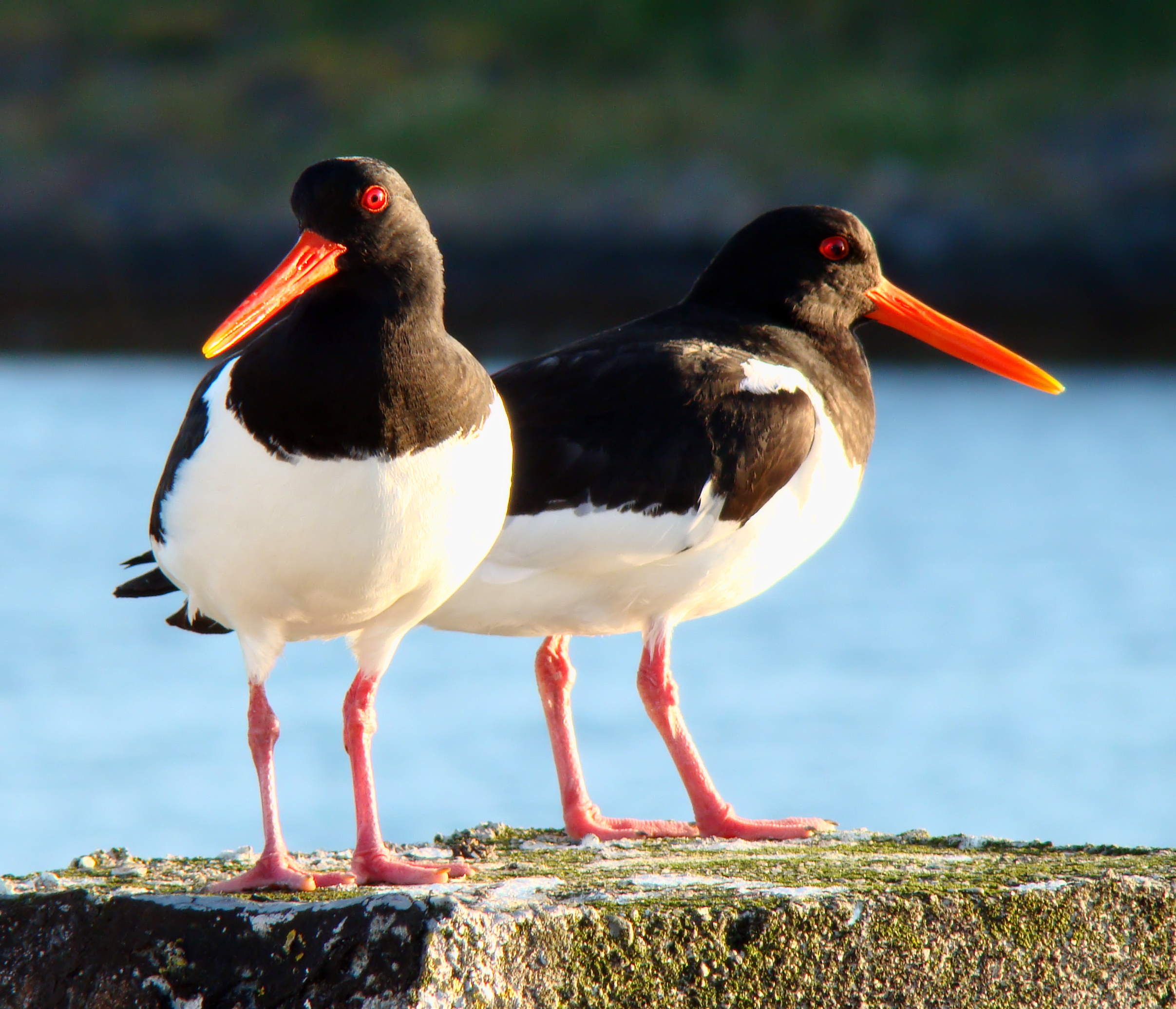 Eurasian Oystercatcher wallpaper