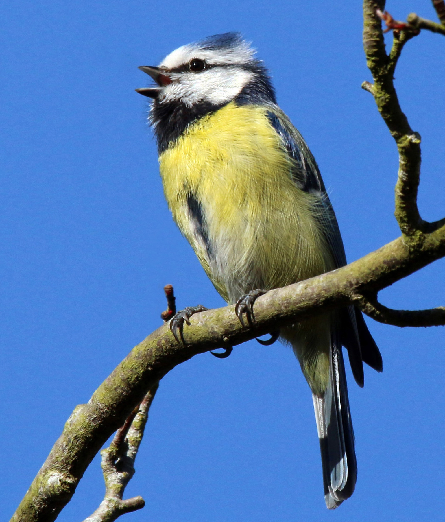 Blue Tit wallpaper