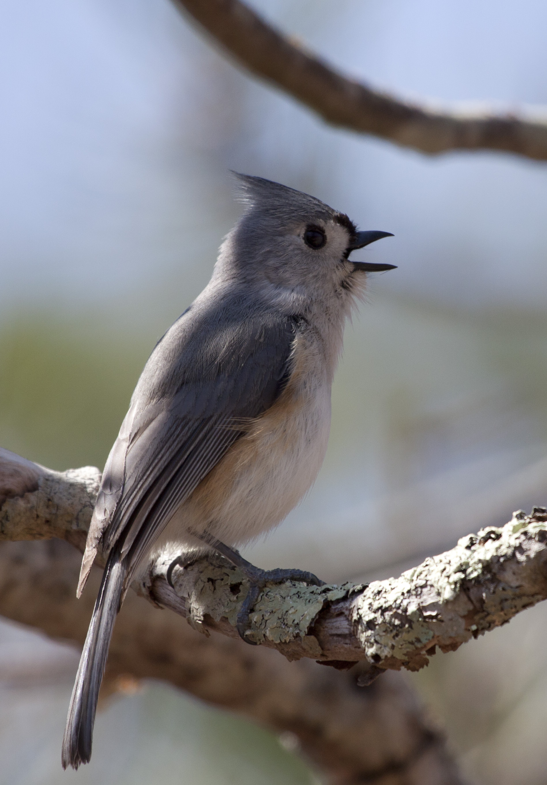 Tufted Titmouse wallpaper