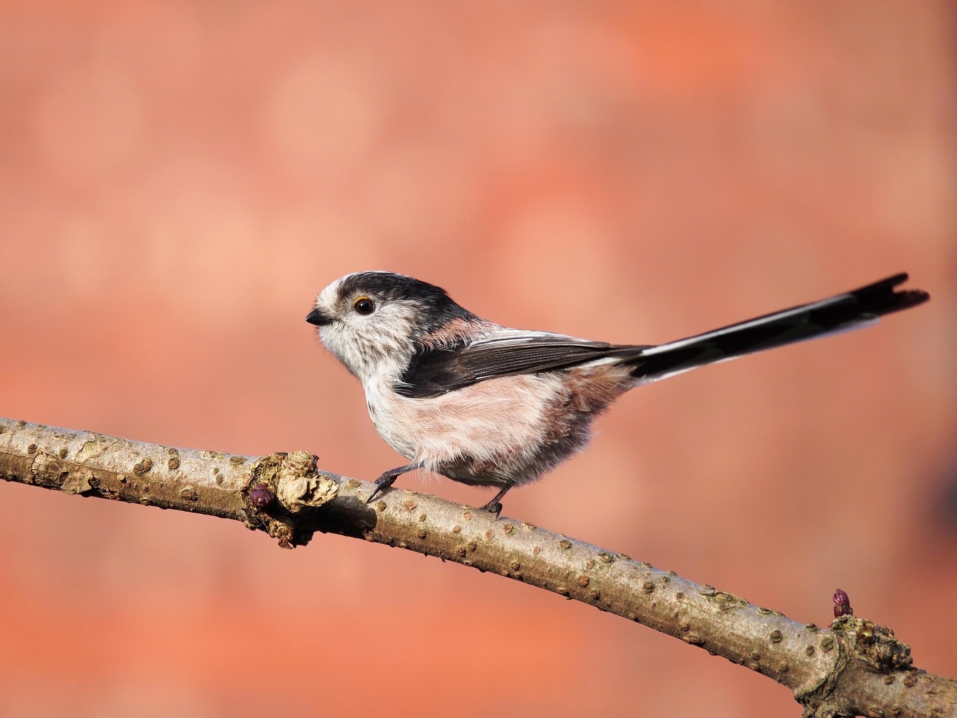 Bushtit wallpaper