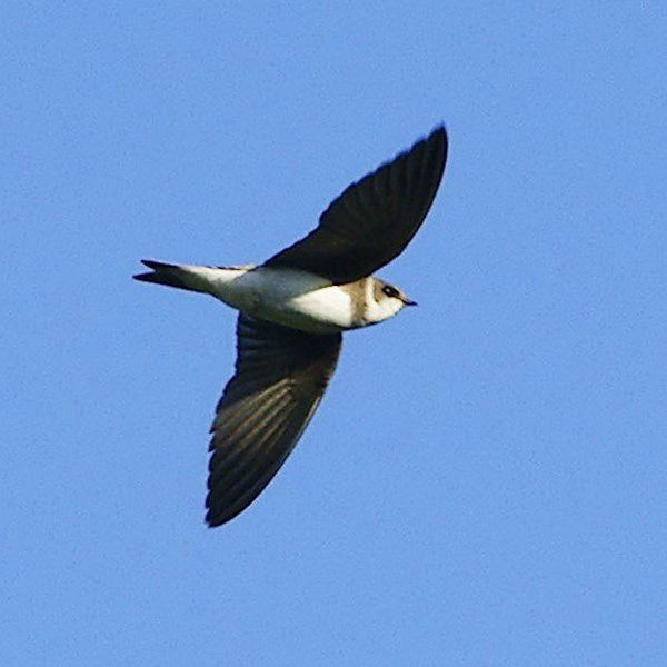 Sand Martin wallpaper