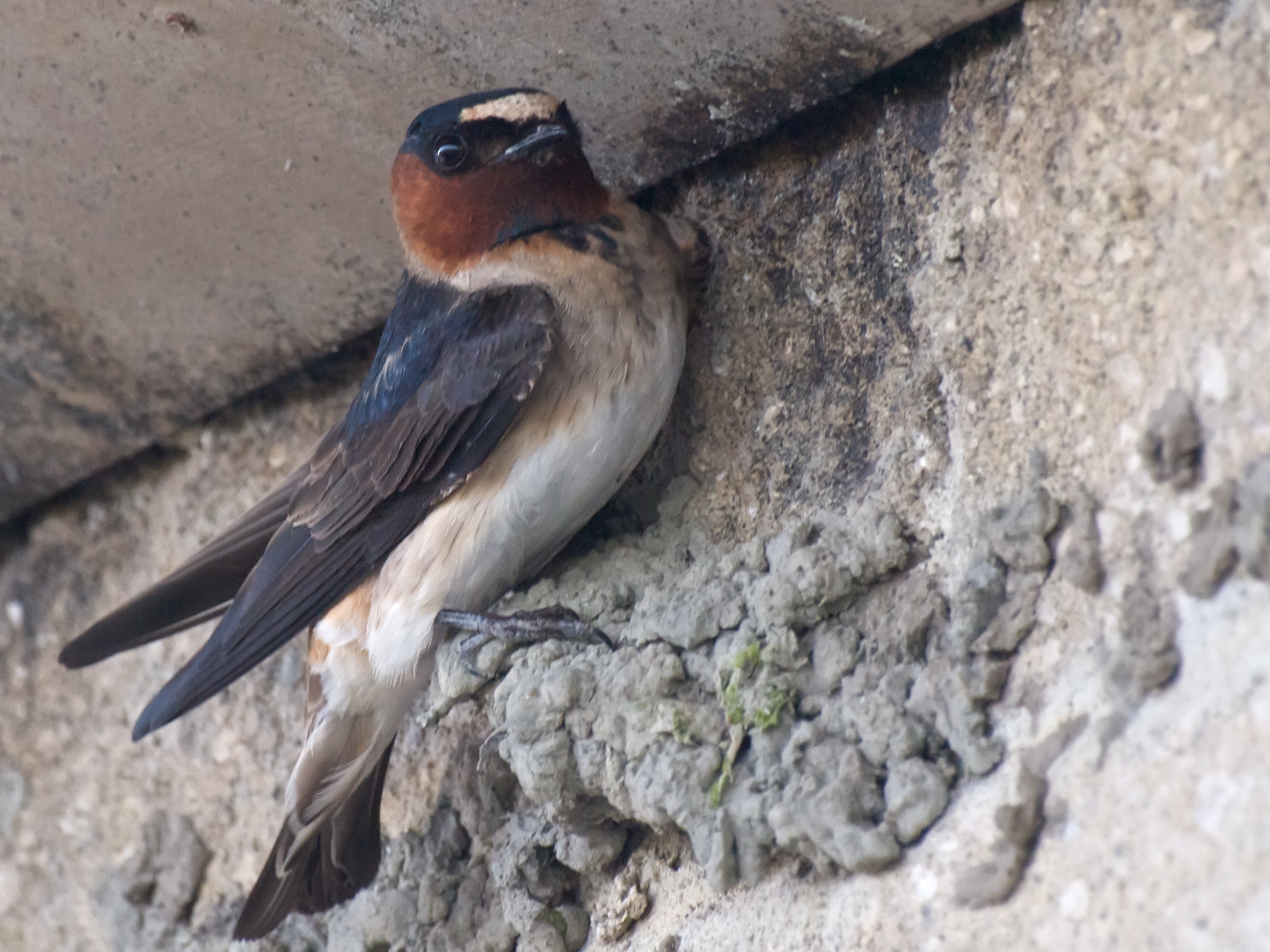 Cliff Swallow wallpaper