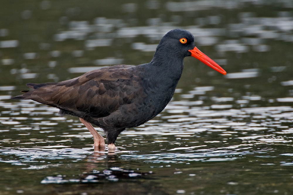 Black Oystercatcher wallpaper