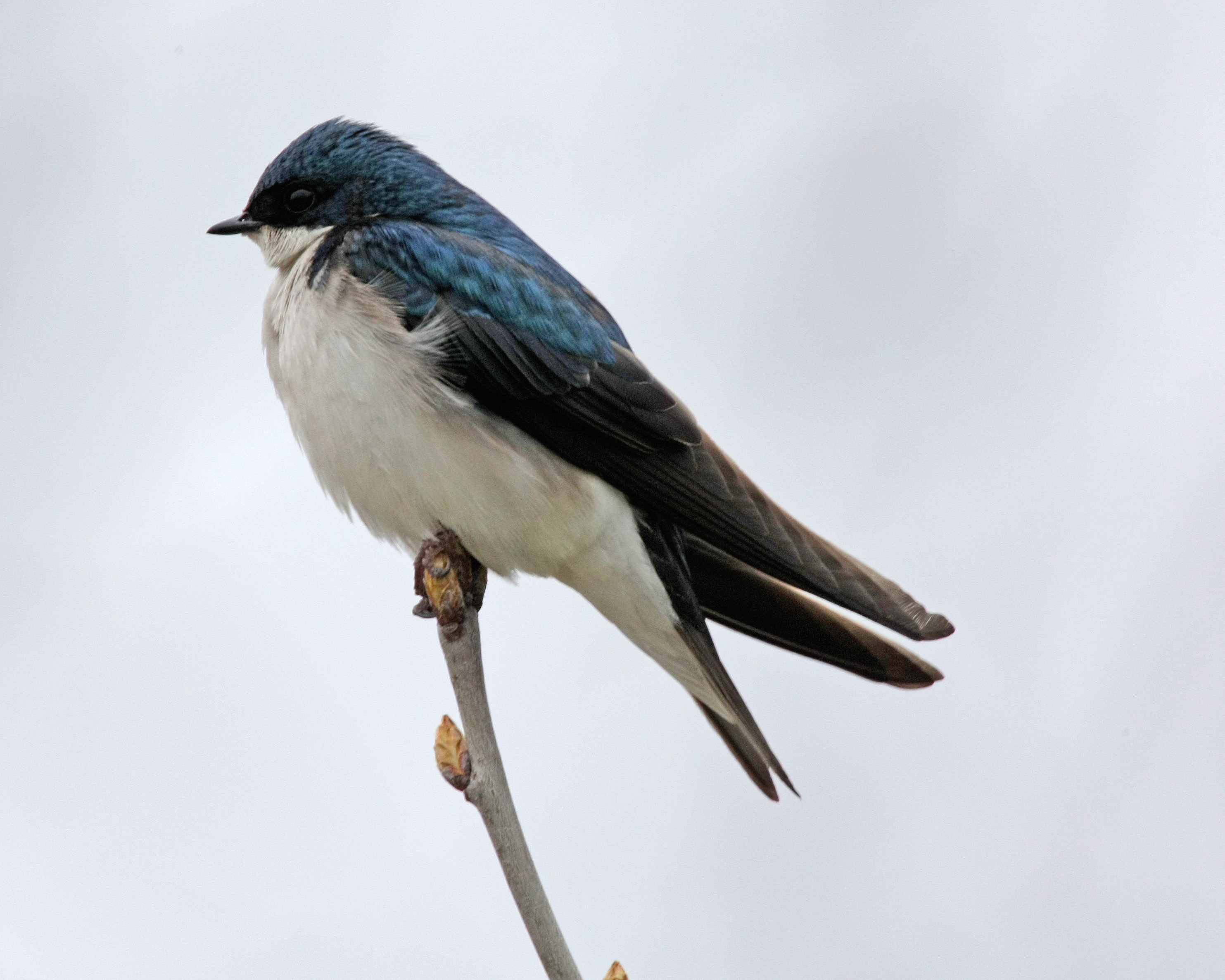 Tree Swallow wallpaper