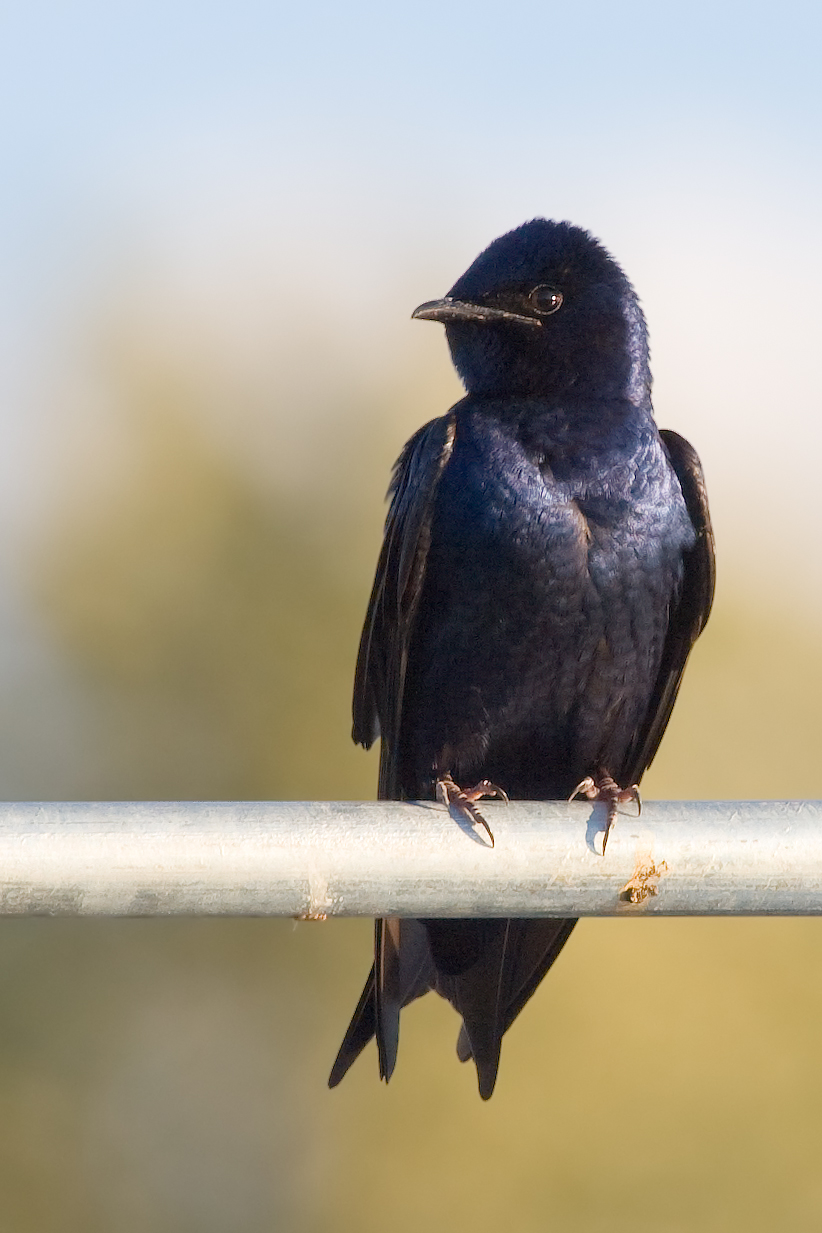 Purple Martin wallpaper