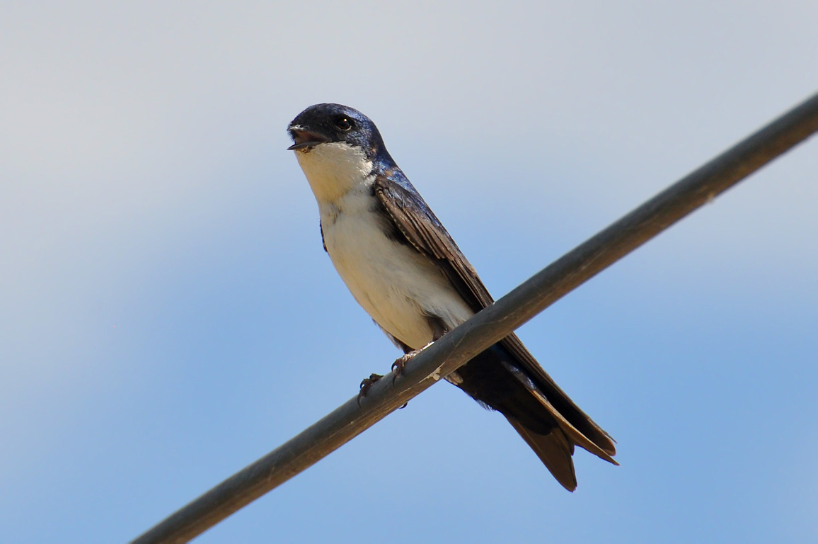 Blue-and-white Swallow wallpaper