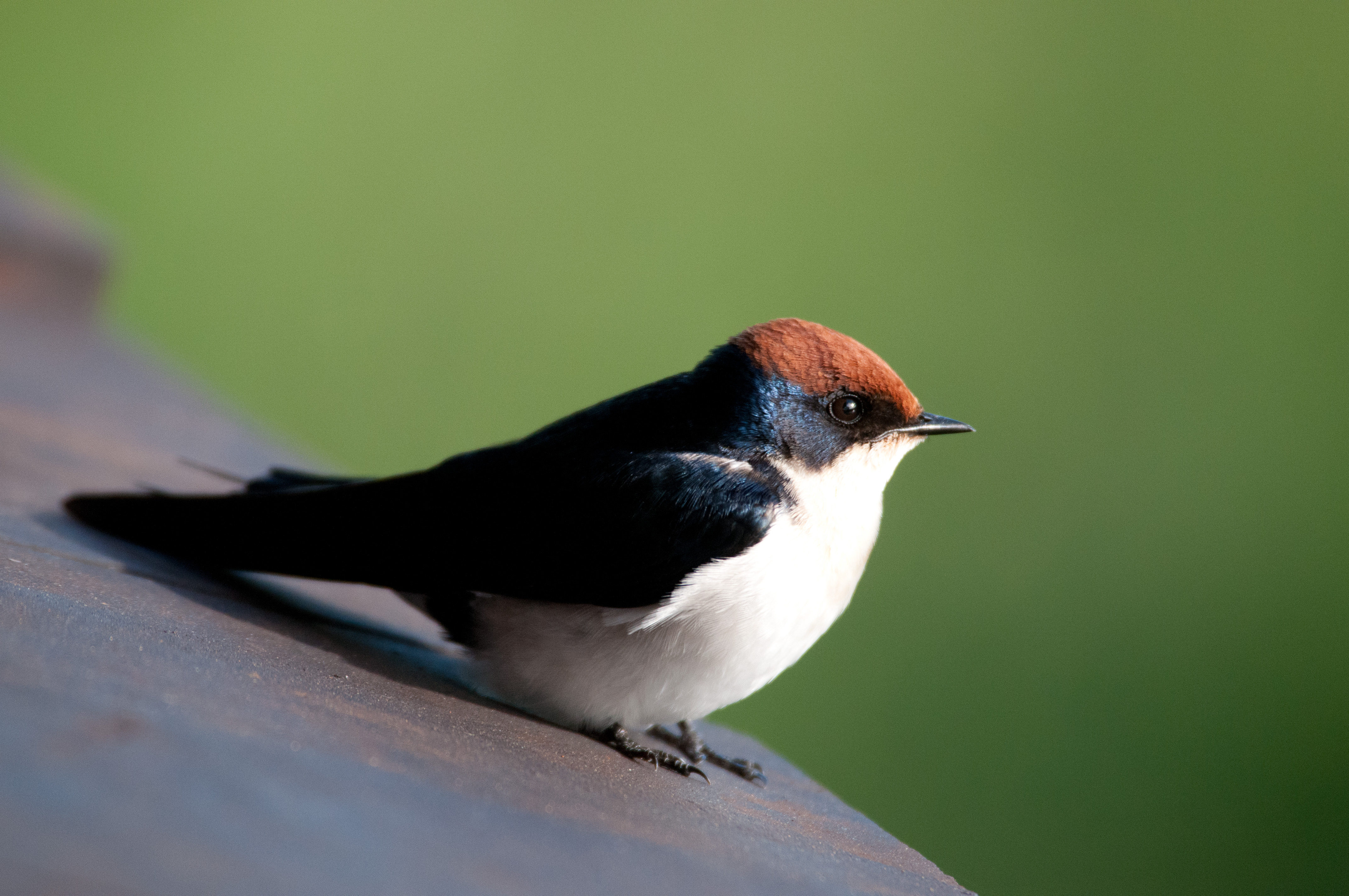Wire-tailed Swallow wallpaper