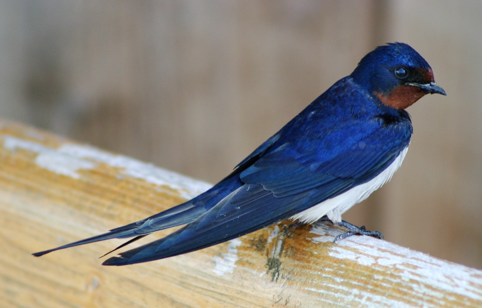 Barn Swallow wallpaper