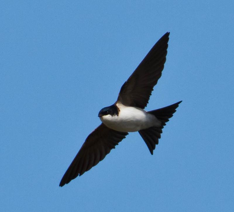 House Martin wallpaper