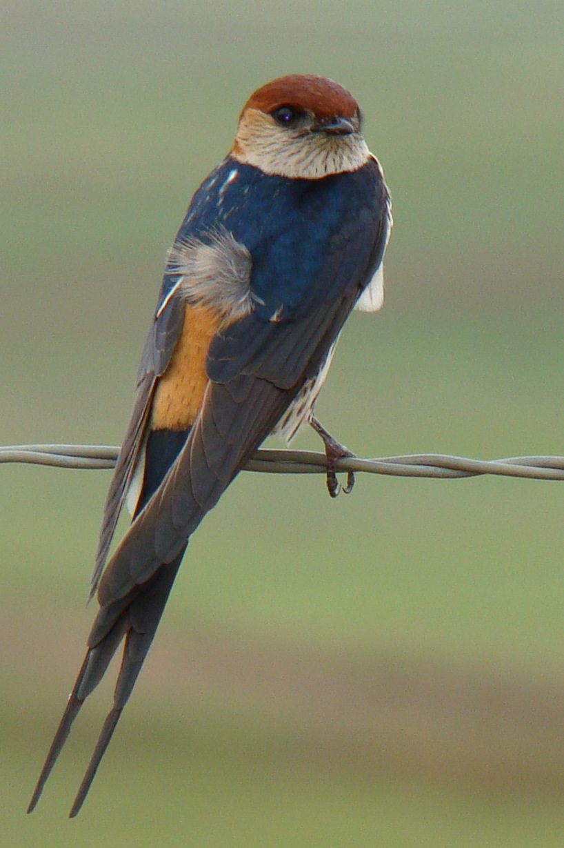 Greater Striped Swallow wallpaper