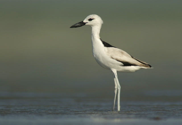 Crab Plover wallpaper