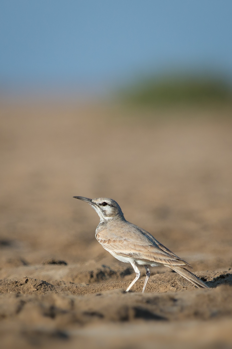 Greater Hoopoe-lark wallpaper