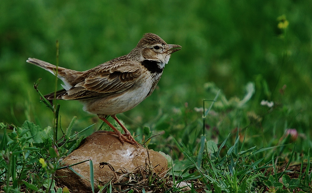 Calandra Lark wallpaper