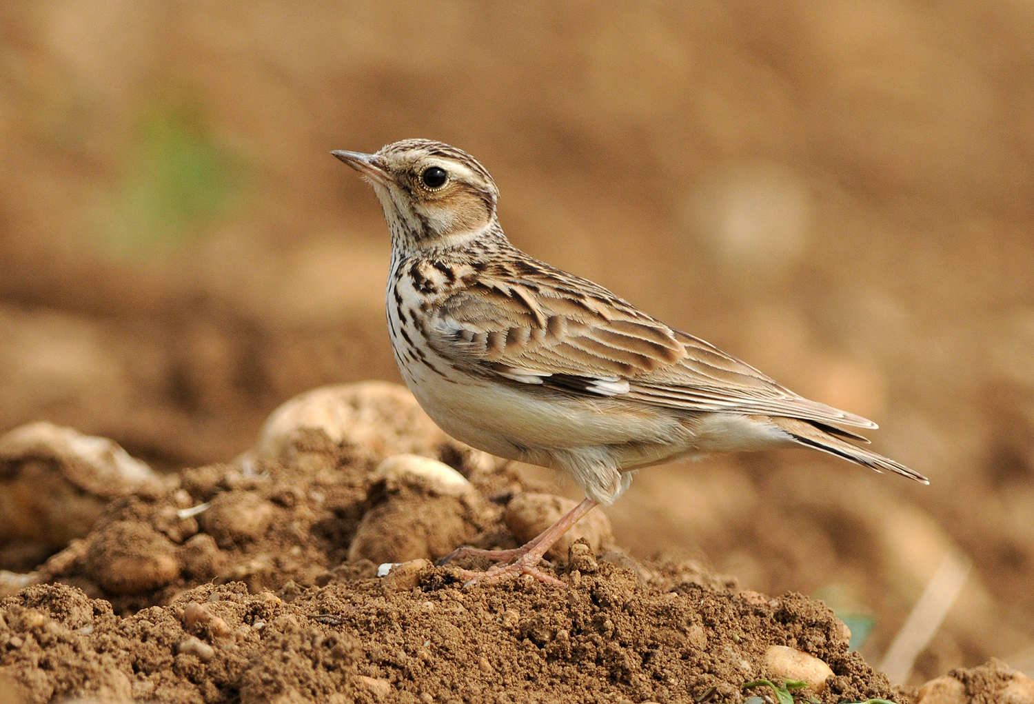 Woodlark wallpaper