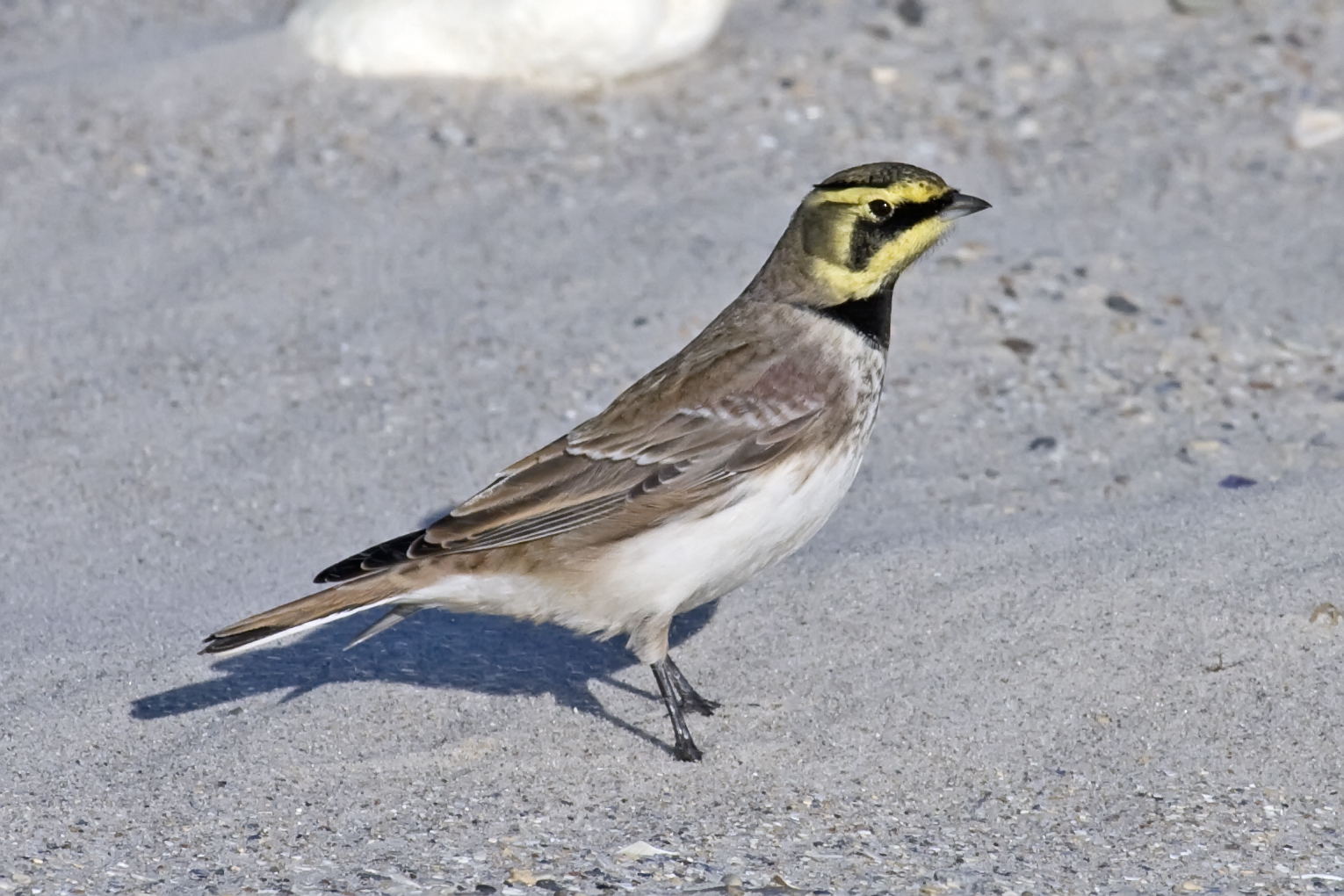 Horned Lark wallpaper